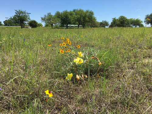 Oenothera macrocarpa ssp. macrocarpa