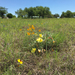 Oenothera macrocarpa macrocarpa - Photo (c) Andrea Josey Gowry, כל הזכויות שמורות, הועלה על ידי Andrea Josey Gowry