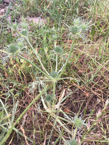 iNaturalist observation photo of Coyote-thistle