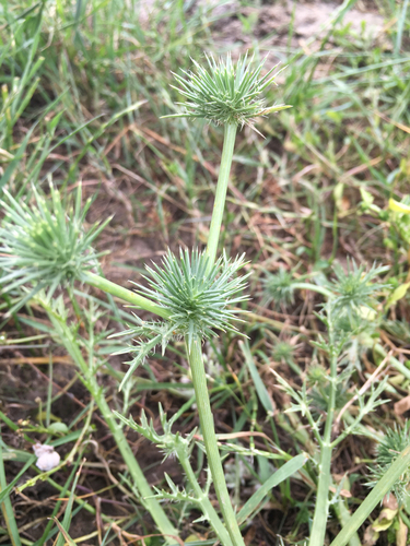 iNaturalist observation photo of Coyote-thistle