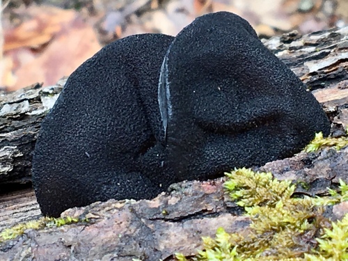 Exidia truncata