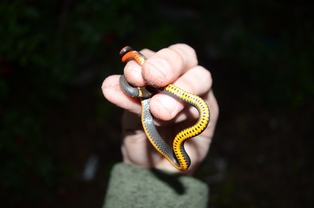 Southern Ringneck Snake In January 2024 By Eoghan Irwin Under An Old   Large 