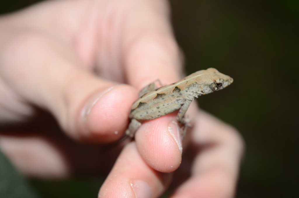 Brown Anole In January 2024 By Eoghan Irwin INaturalist   Large 