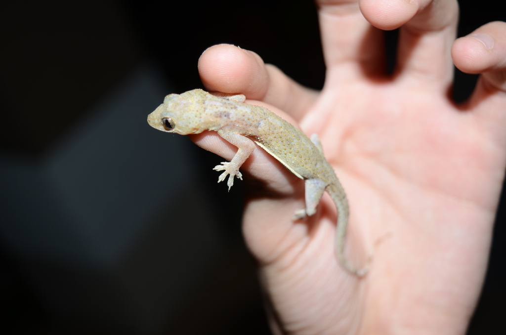 Tropical House Gecko In January 2024 By Eoghan Irwin INaturalist   Large 