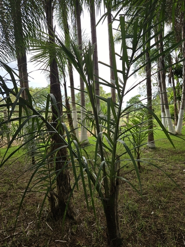 Syagrus oleracea