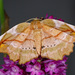 Lilac Beauty - Photo (c) williamdomenge9, all rights reserved, uploaded by williamdomenge9