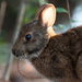 Conejo de Pantano - Photo (c) Alex Romer, todos los derechos reservados, subido por Alex Romer