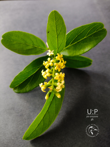 How to identify Citharexylum montevidense (Spreng.) Moldenke