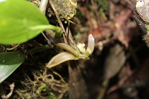 Cirrhaea nasuta