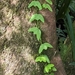 Passiflora bicrura - Photo (c) Pauline Catling, kaikki oikeudet pidätetään, lähettänyt Pauline Catling