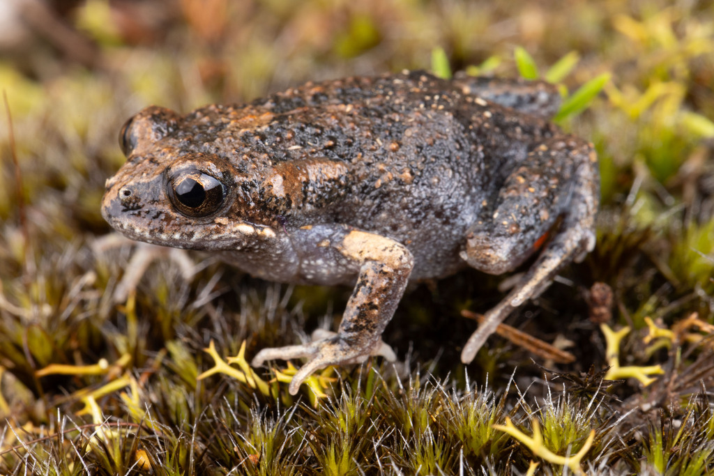 Toadlet Smooth Toadlet in January 2024 by Jono Dashper · iNaturalist