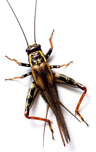 Ganoblemmus