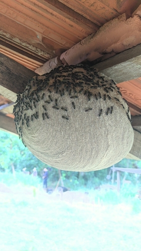 Polybia paulista