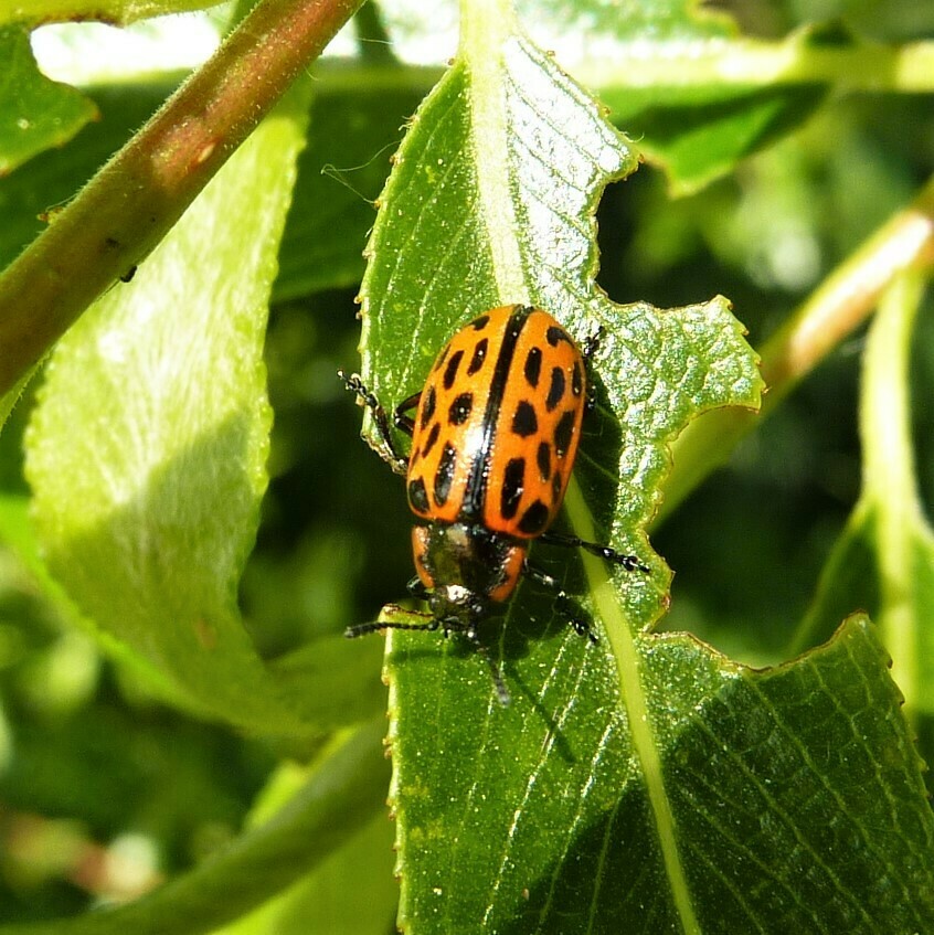 Spotted Willow Leaf Beetle from 34587 Felsberg, Deutschland on May 17 ...