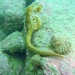 Observation photo