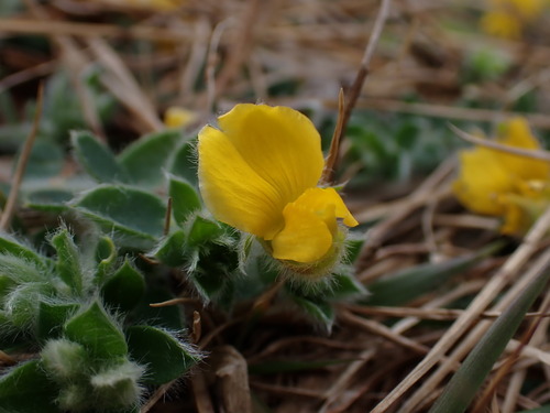 How to identify Crotalaria similis Hemsl.