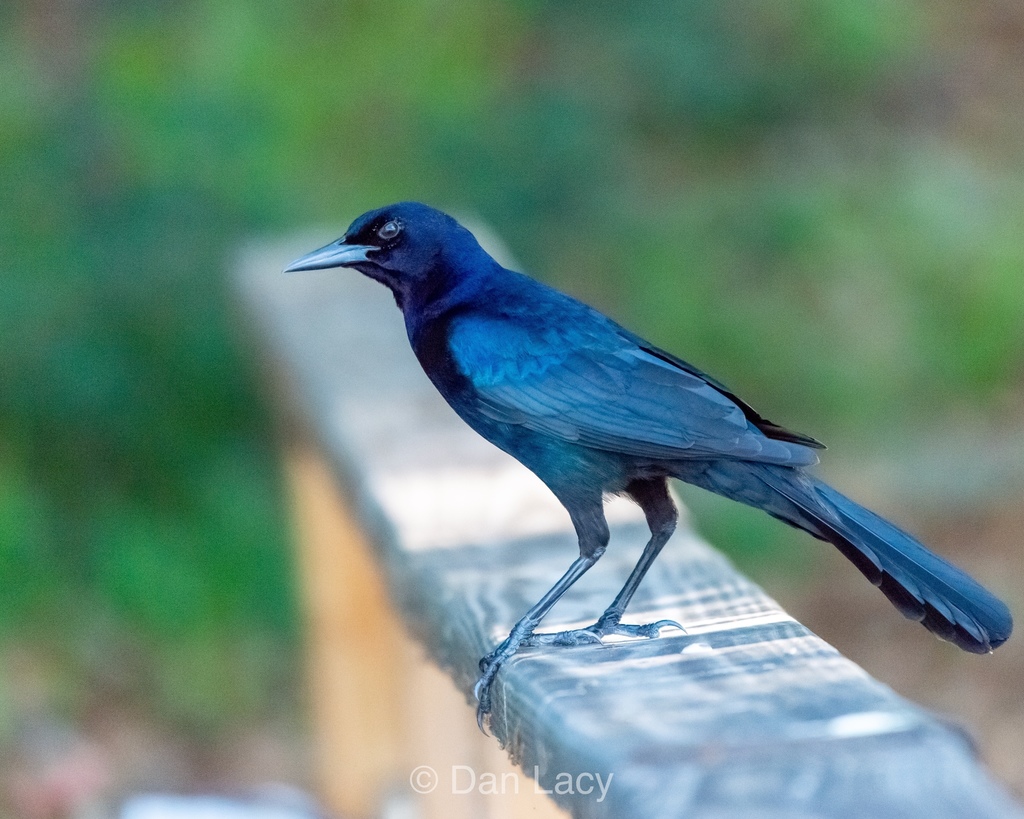 Boat-tailed Grackle (Quiscalus major) · iNaturalist
