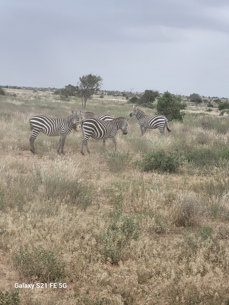 Grant S Zebra In January 2024 By Sara Cavallaro INaturalist   Large 