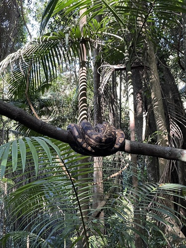Coastal Carpet Python sighting