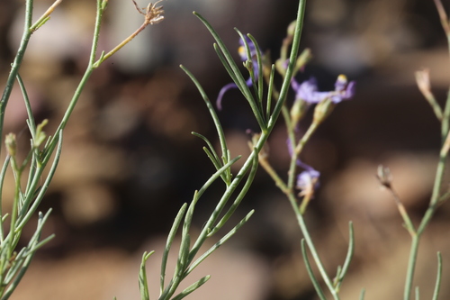 Annual Toadflax