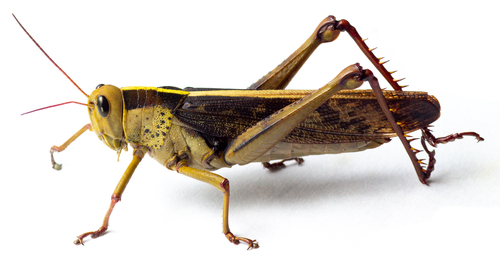 Garden Locust