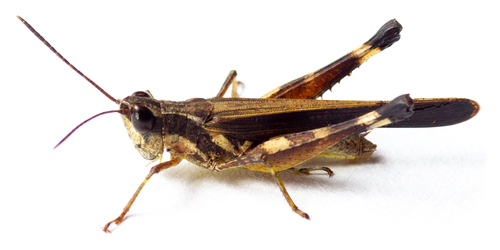 Chirista compta