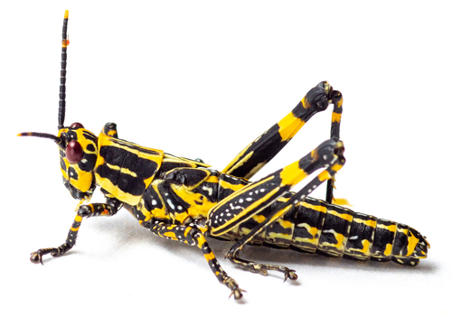 Variegated grasshopper