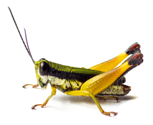 Cyphocerastis hopei