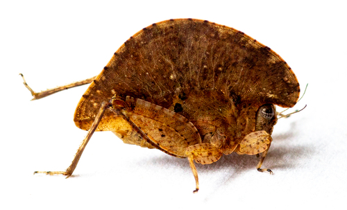 Trypophyllum glabrifrons