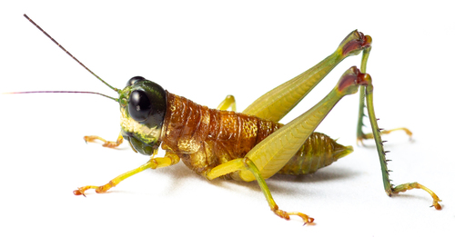 Pterotiltus occipitalis