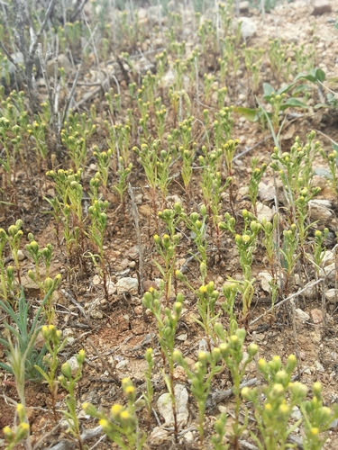 Amblyopappus