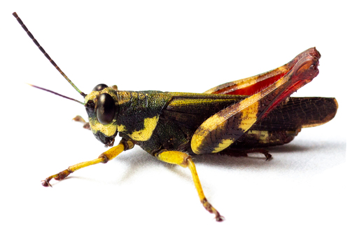 Cyphocerastis tristis