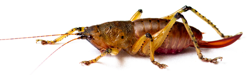 Anthracopsis gigliotosi
