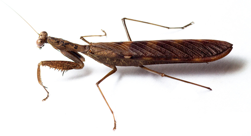 Joker Mantis