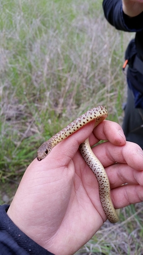 iNaturalist observation photo of Western Yellow-bellied Racer