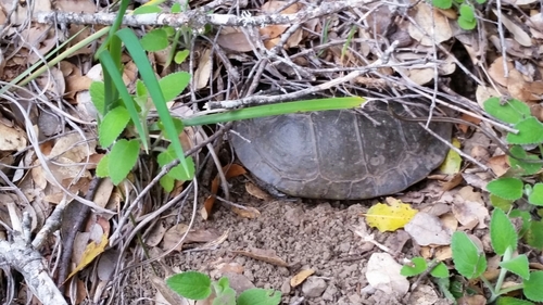 iNaturalist observation photo of Northwestern Pond Turtle