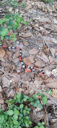 Caetité Coral Snake