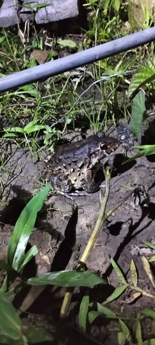 Northeastern Pepper Frog