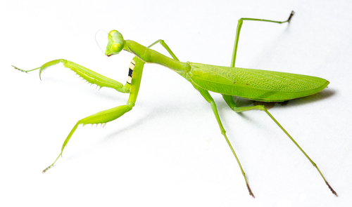 Alalomantis muta