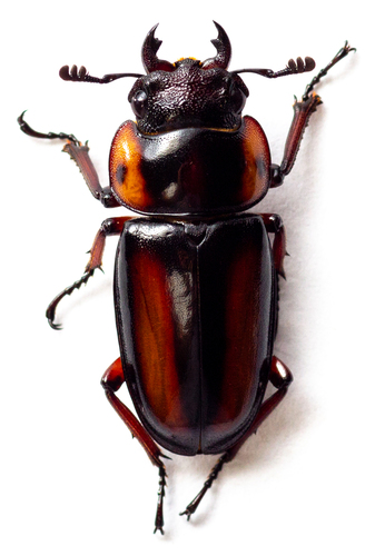 Prosopocoilus savagei