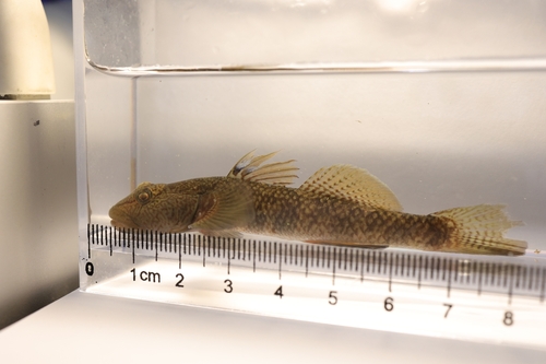 Rhinogobius filamentosus