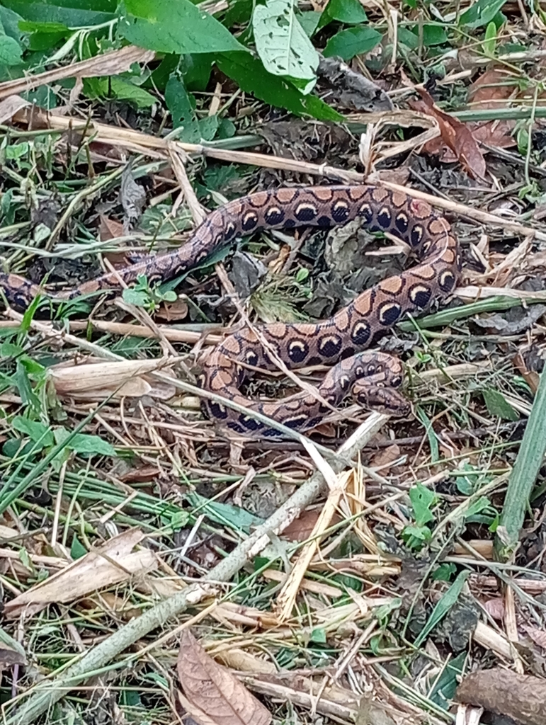 Western Rainbow Boa from San Pablo de Ushpayacu, Ecuador on January 13 ...