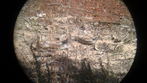 Tiger Snake sighting