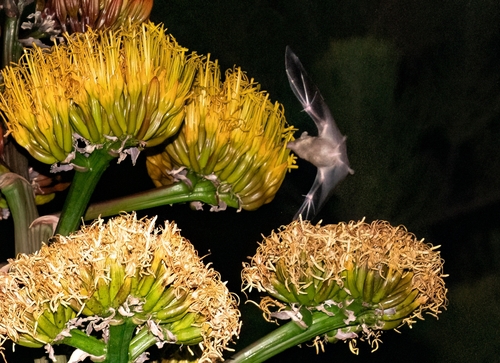 Long-tongued Bat