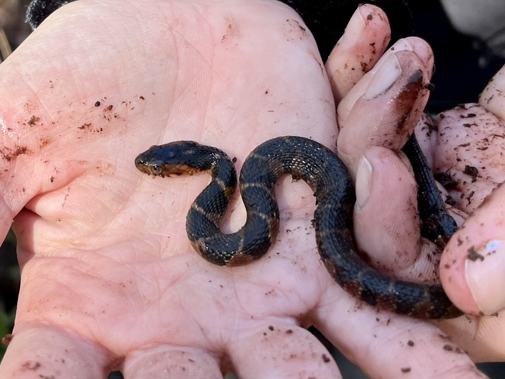 Banded Watersnake In January 2024 By Thomas O Brien INaturalist   Large 