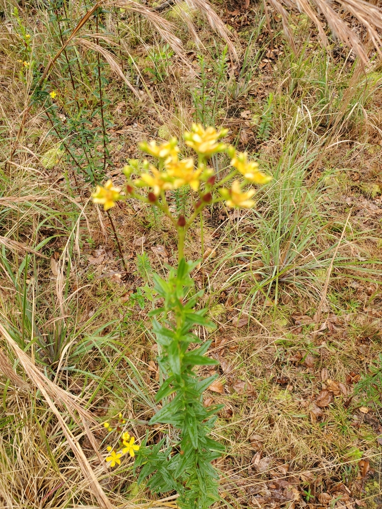 roundpod St. John's-wort from Sarasota, FL 34240, USA on January 14 ...