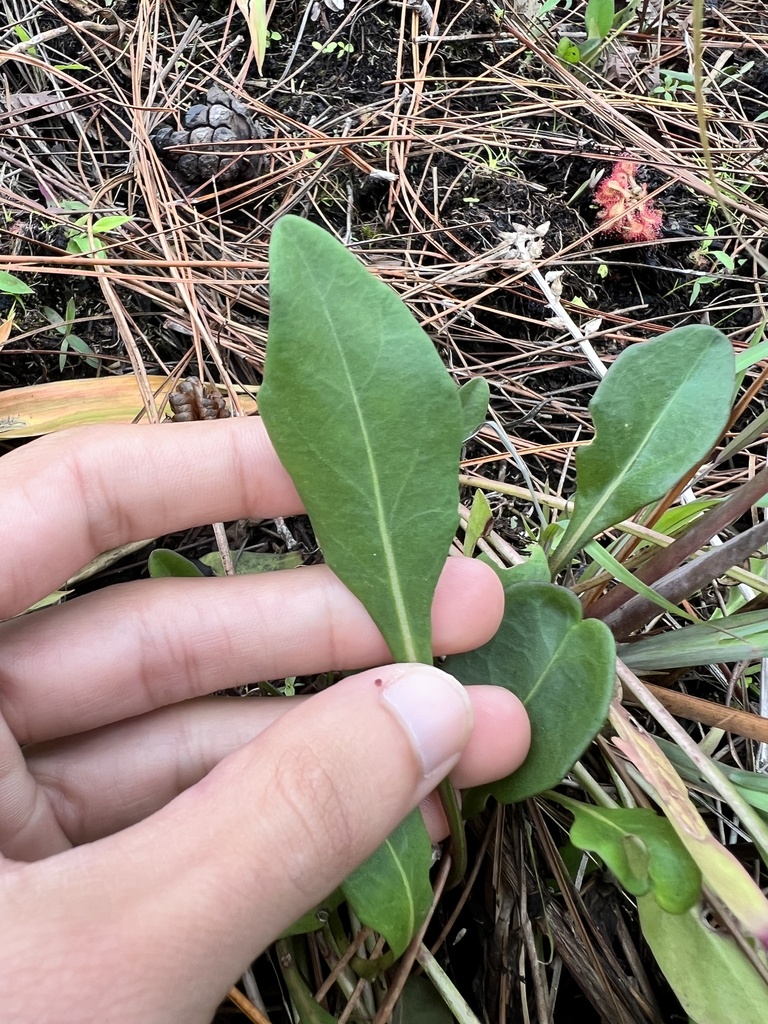 Florida Hartwrightia In January 2024 By Hamilton INaturalist   Large 