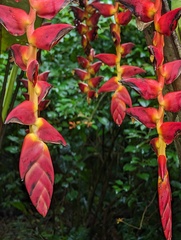 Heliconia pogonantha image