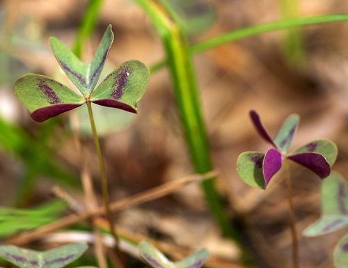 violet woodsorrel