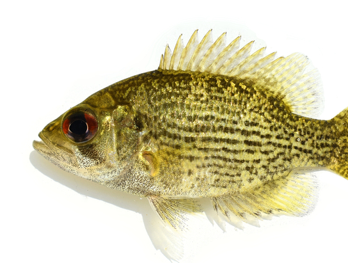 Rock Bass
